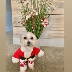 Christmas dog suit